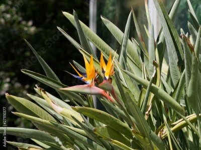 Papier peint  Strelitzia reginae - Bird of paradise or Crane flower like a head and beak of exotic bird