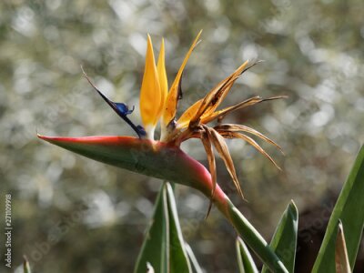 Papier peint  Strelitzia reginae - Bird of paradise or Crane flower like a head and beak of exotic bird