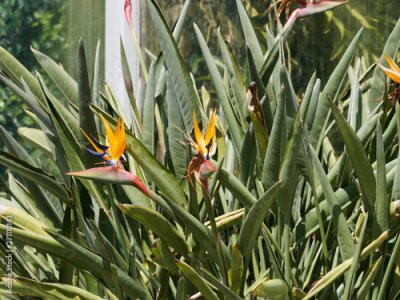 Papier peint  Strelitzia reginae - Bird of paradise or Crane flower like a head and beak of exotic bird