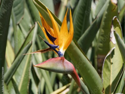 Papier peint  Strelitzia reginae - Bird of paradise or Crane flower like a head and beak of exotic bird