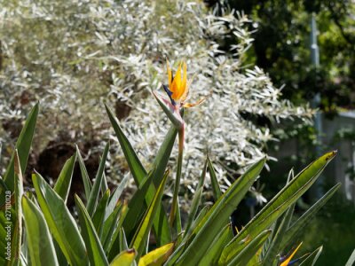 Papier peint  (Strelitzia reginae) Bird of paradise or Crane flower, popular houseplant in Mediterranean coastline