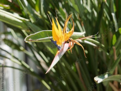Papier peint  (Strelitzia reginae) Bird of paradise or Crane flower, popular houseplant in Mediterranean coastline