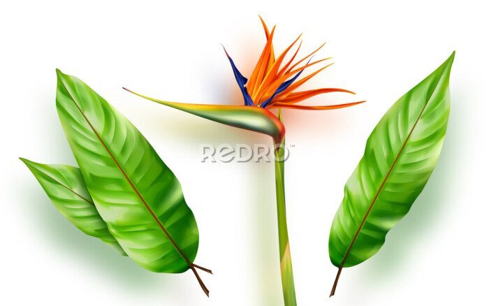 Papier peint  Strelitzia reginae, bird of paradise or crane flower realistic vector illustration. Exotic plant with orange and purple petals and green leaves isolated on white background, design element