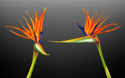 Papier peint  Strelitzia reginae, bird of paradise or crane flower realistic vector illustration. Exotic plant with orange and purple petals from different viewing angles isolated on dark background, design element