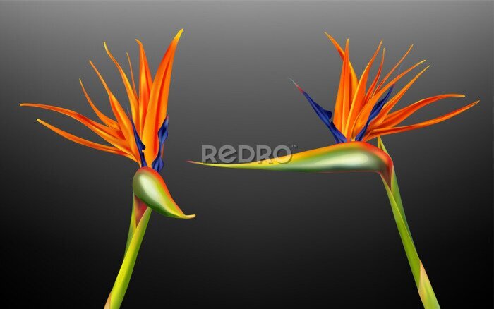 Papier peint  Strelitzia reginae, bird of paradise or crane flower realistic vector illustration. Exotic plant with orange and purple petals from different viewing angles isolated on dark background, design element