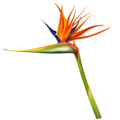 Papier peint  Strelitzia reginae, bird of paradise or crane flower realistic vector illustration. Exotic plant with orange and purple petals isolated on white background, design element