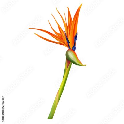 Papier peint  Strelitzia reginae, bird of paradise or crane flower realistic vector illustration. Exotic plant with orange and purple petals isolated on white background, design element