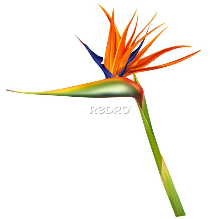 Papier peint  Strelitzia reginae, bird of paradise or crane flower realistic vector illustration. Exotic plant with orange and purple petals isolated on white background, design element