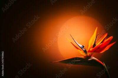 Papier peint  Strelitzia reginae, bird of paradise, species of flowering plant , tropics flower, crane flower, colibri