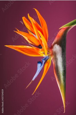 Papier peint  Strelitzia reginae, bird of paradise, species of flowering plant , tropics flower, crane flower, colibri