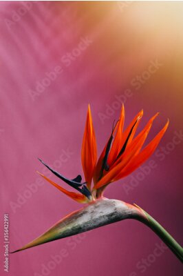 Papier peint  Strelitzia reginae, bird of paradise, species of flowering plant , tropics flower, dramatic flowers, crane flower ,