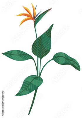 Papier peint  Strelitzia reginae, bird of paradise tropical flower. Exotic plant. Hand drawn vector illustration. Botanical clipart isolated on white. Bright single element for design, card, print, decor, sticker.