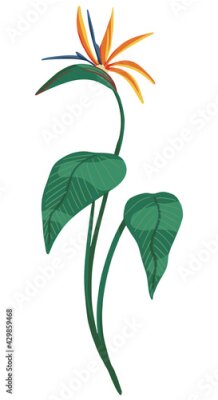 Papier peint  Strelitzia reginae, bird of paradise tropical flower. Exotic plant. Hand drawn vector illustration. Botanical clipart isolated on white. Bright single element for design, card, print, decor, sticker.