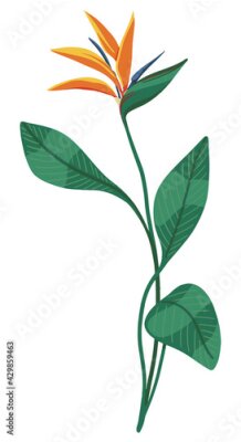 Papier peint  Strelitzia reginae, bird of paradise tropical flower. Exotic plant. Hand drawn vector illustration. Botanical clipart isolated on white. Bright single element for design, card, print, decor, sticker.