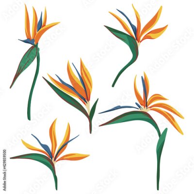 Papier peint  Strelitzia reginae, bird of paradise tropical flower set. Vector illustration. Collection of exotic plants. Botanical cliparts isolated on white. Elements for design, card, print, decor, sticker, wrap