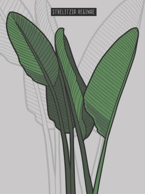 Papier peint  Strelitzia reginae bird of paradise tropical plant graphic illustration