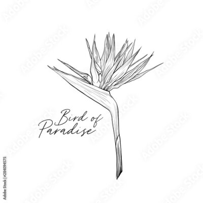 Papier peint  Strelitzia reginae black and white illustration. Bird of paradise inscription. Beautiful tropical plant, exotic flower freehand drawing. Botany banner decorative design element with calligraphy