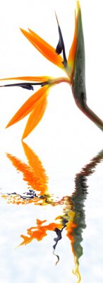 Papier peint  Strelitzia reginae blanc aime