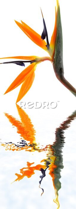 Papier peint  Strelitzia reginae blanc aime
