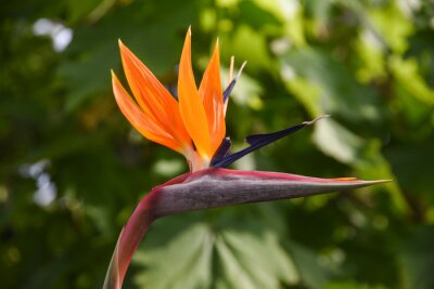 Papier peint  Strelitzia reginae blooming beautifully in the garden in summer.