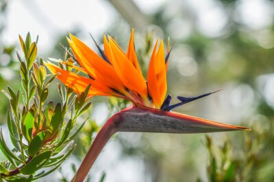 Papier peint  Strelitzia reginae blooming beautifully in the garden in summer.