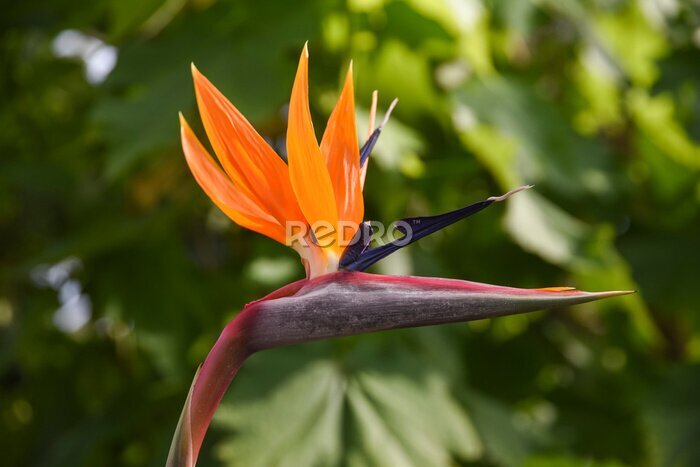 Papier peint  Strelitzia reginae blooming beautifully in the garden in summer.