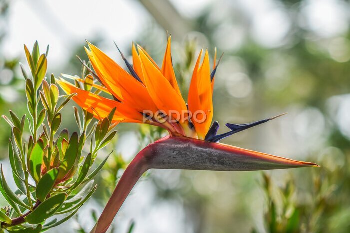 Papier peint  Strelitzia reginae blooming beautifully in the garden in summer.