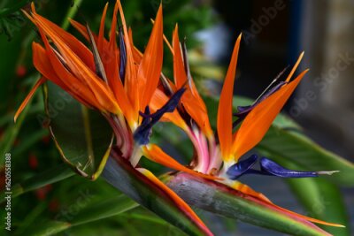 Papier peint  Strelitzia reginae. Blooming flower of the plant Strelitzia. Bire of paradise flower on green background.