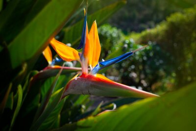 Papier peint  Strelitzia reginae. Blooming flower of the plant strelitzia close up in the detail