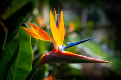 Papier peint  Strelitzia reginae. Blooming flower of the plant strelitzia close up in the detail