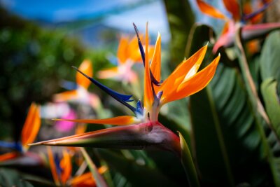Papier peint  Strelitzia reginae. Blooming flower of the plant strelitzia close up in the detail