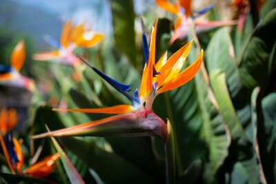 Papier peint  Strelitzia reginae. Blooming flower of the plant strelitzia close up in the detail