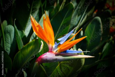 Papier peint  Strelitzia reginae. Blooming flower of the plant strelitzia close up in the detail