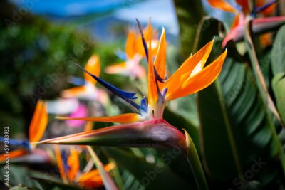 Papier peint  Strelitzia reginae. Blooming flower of the plant strelitzia close up in the detail