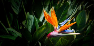 Papier peint  Strelitzia reginae. Blooming flower of the plant strelitzia close up in the detail