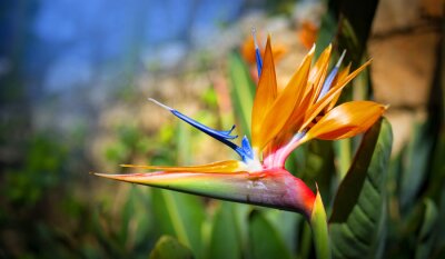 Papier peint  Strelitzia reginae. Blooming flower of the plant strelitzia close up in the detail