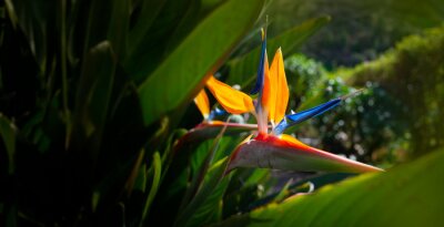Papier peint  Strelitzia reginae. Blooming flower of the plant strelitzia close up in the detail