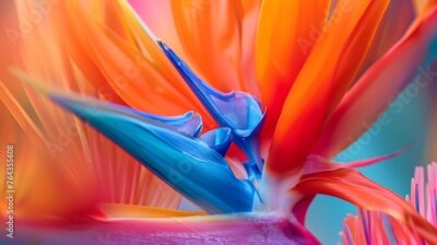 Papier peint  Strelitzia reginae. Blooming flower of the plant strelitzia close up in the detail
