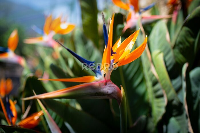 Papier peint  Strelitzia reginae. Blooming flower of the plant strelitzia close up in the detail
