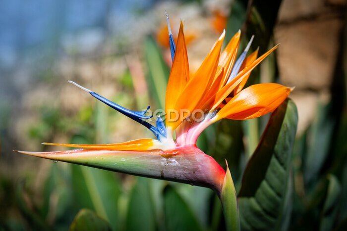 Papier peint  Strelitzia reginae. Blooming flower of the plant strelitzia close up in the detail