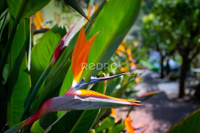 Papier peint  Strelitzia reginae. Blooming flower of the plant strelitzia close up in the detail