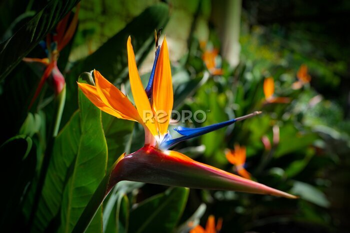 Papier peint  Strelitzia reginae. Blooming flower of the plant strelitzia close up in the detail