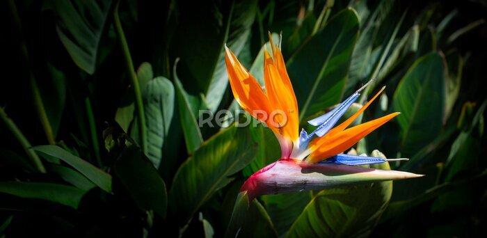 Papier peint  Strelitzia reginae. Blooming flower of the plant strelitzia close up in the detail
