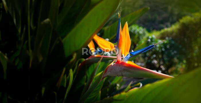 Papier peint  Strelitzia reginae. Blooming flower of the plant strelitzia close up in the detail