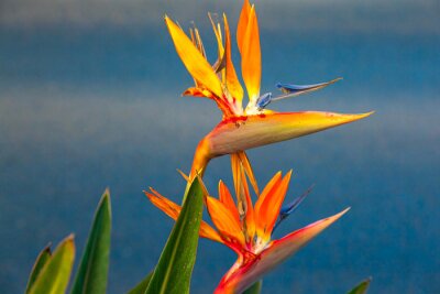 Papier peint  Strelitzia reginae. Blooming flower of the plant strelitzia royale.