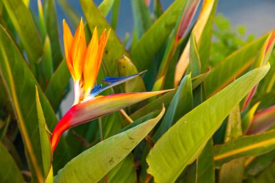 Papier peint  Strelitzia reginae. Blooming flower of the plant strelitzia royale.