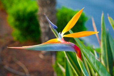 Papier peint  Strelitzia reginae. Blooming flower of the plant strelitzia royale.