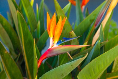 Papier peint  Strelitzia reginae. Blooming flower of the plant strelitzia royale.