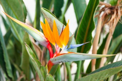 Papier peint  Strelitzia reginae. Blooming flower of the plant strelitzia royale.