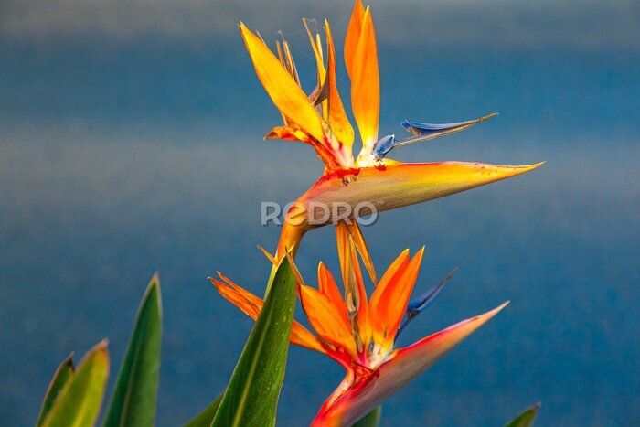 Papier peint  Strelitzia reginae. Blooming flower of the plant strelitzia royale.